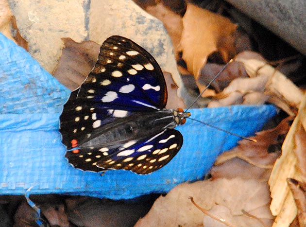 ブルーシートにとまるオオムラサキ