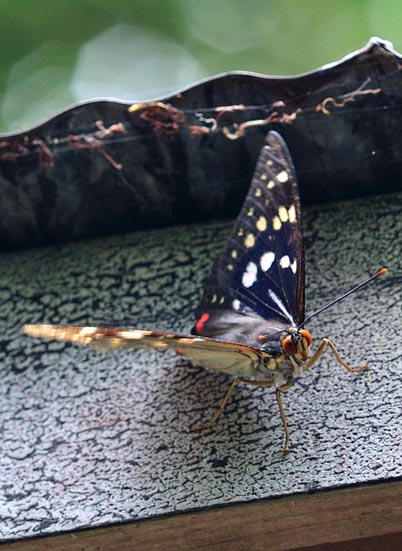 以前の北摂のオオムラサキのページへ