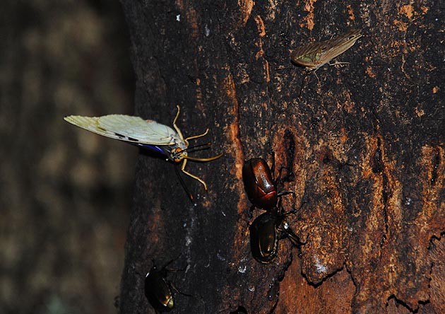 樹液に来たオオムラサキ