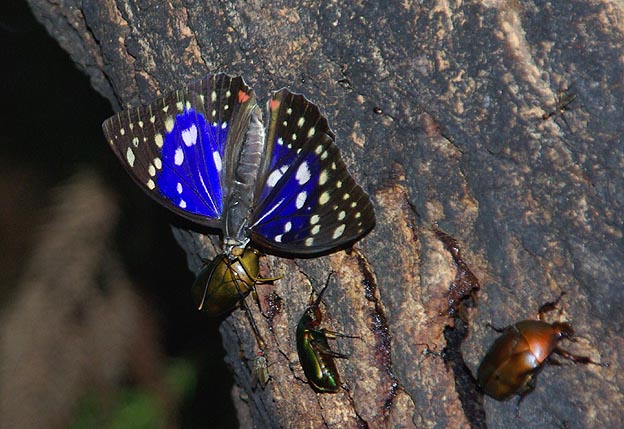 翅を開いたオオムラサキ
