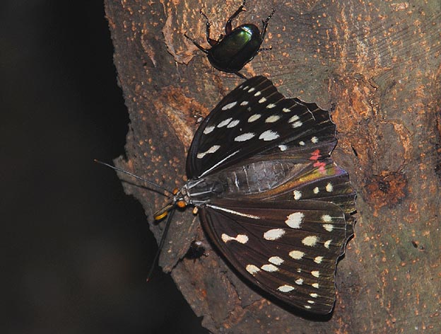 樹液に来たオオムラサキのメス