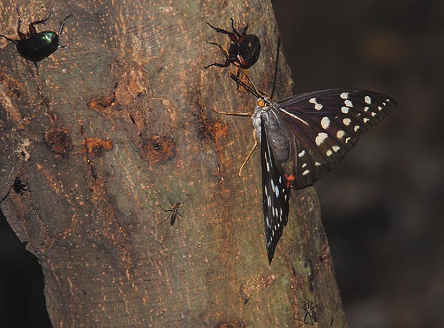 樹液に来たオオムラサキ