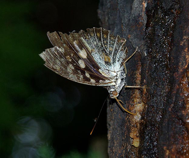 翅がボロボロになったオオムラサキ