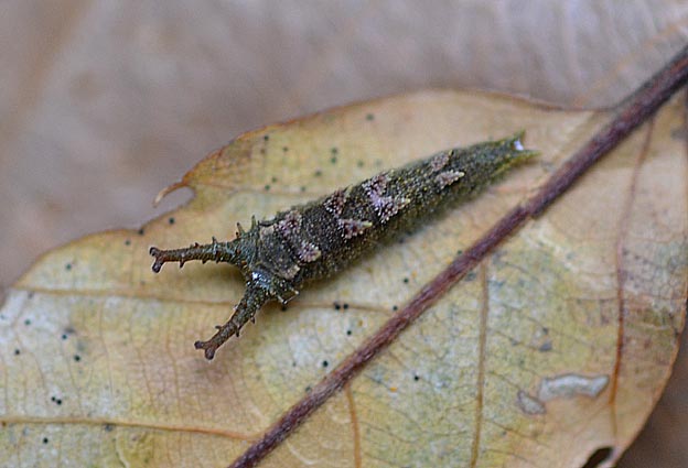 オオムラサキの越冬幼虫