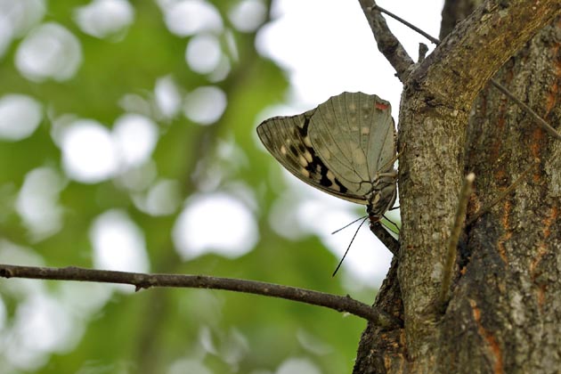 樹液に来たオオムラサキ