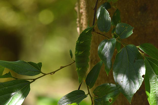 オオムラサキの終齢幼虫の写真