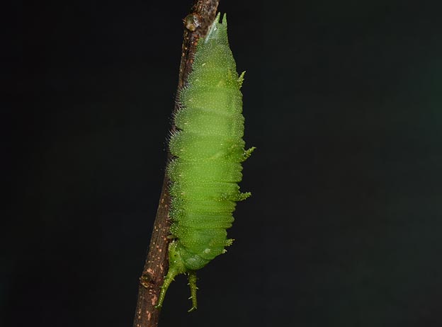 オオムラサキ前蛹の写真