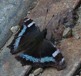 ルリタテハの写真