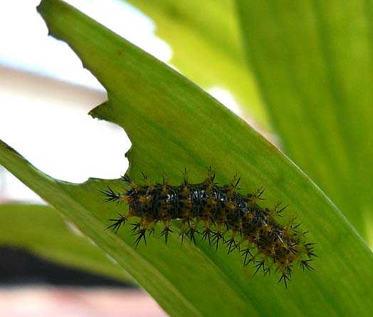 ルリタテハの幼虫