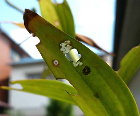 ルリタテハの若齢幼虫