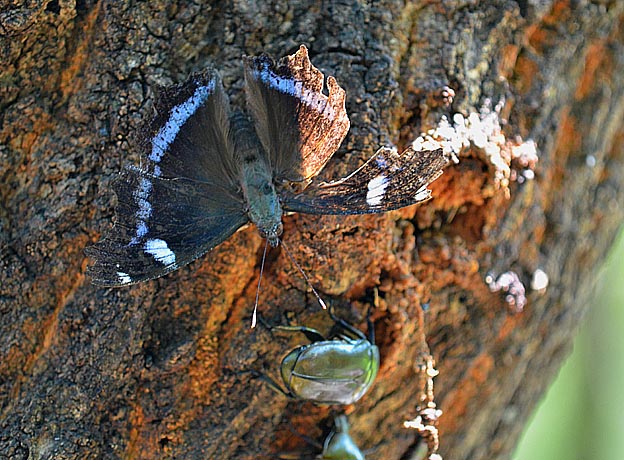 樹液を吸うルリタテハ
