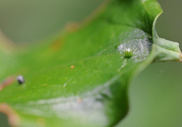 ルリタテハの卵