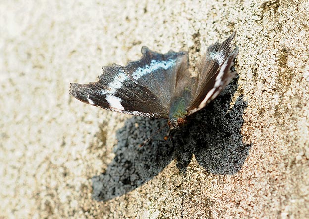 壁にとまったルリタテハ