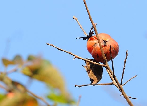 カキの実にとまったルリタテハ