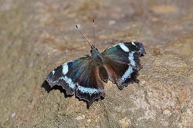 日向ぼっこをするルリタテハ