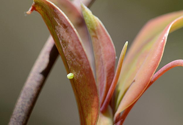 サルトリイバラに産卵されたルリタテハの卵