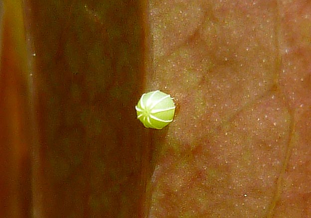 ルリタテハの卵