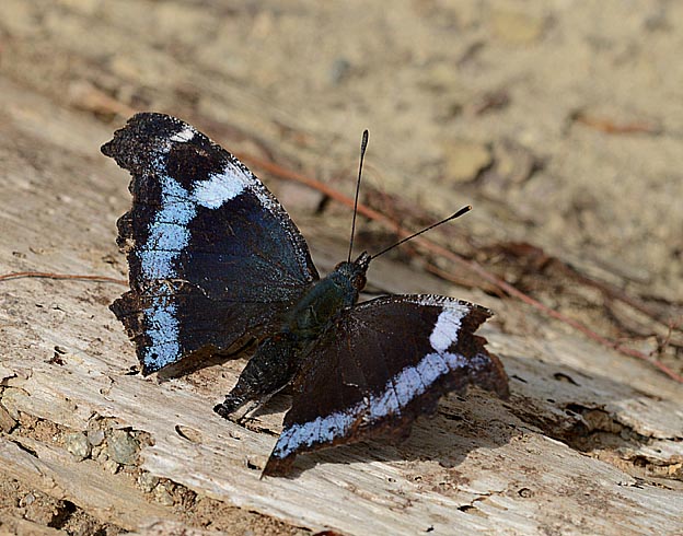 休憩中のルリタテハのメス