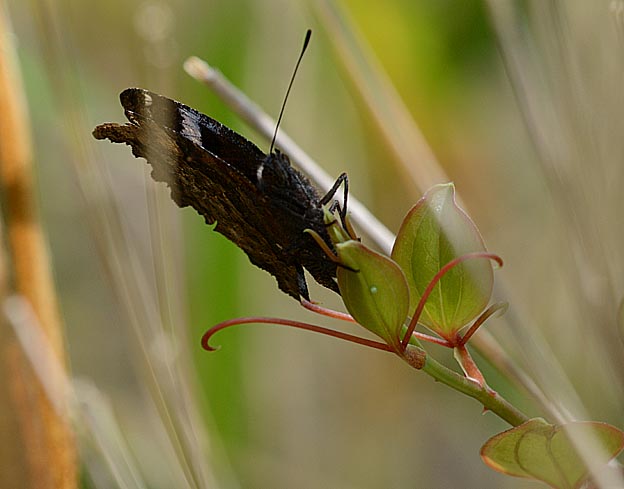 産卵するルリタテハ