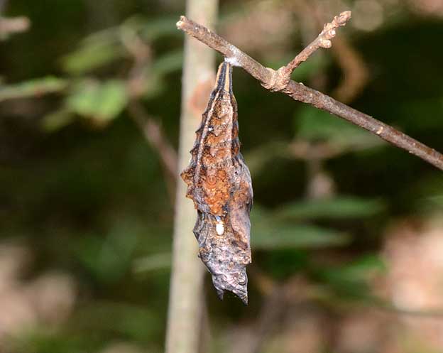 ルリタテハの幼虫の写真