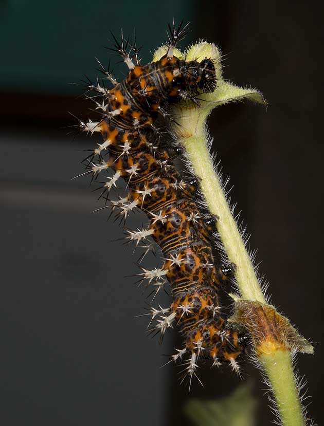 ルリタテハの終齢幼虫