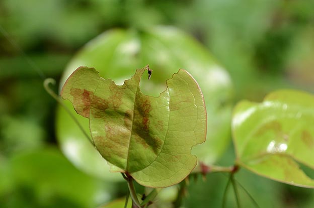 ルリタテハの食痕・サルトリイバラ