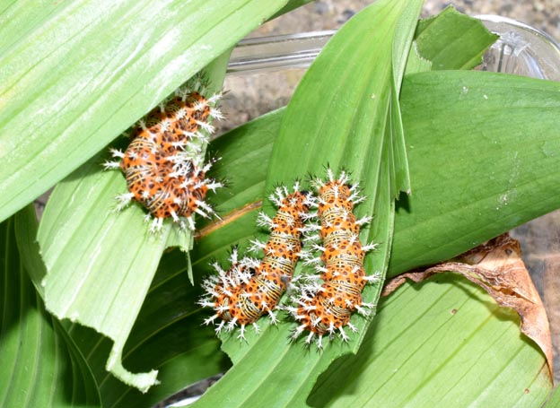 ルリタテハの終齢幼虫の写真