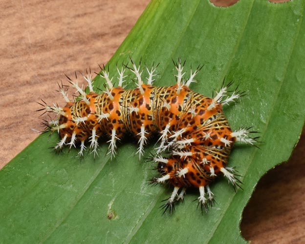 ルリタテハの終齢幼虫の写真