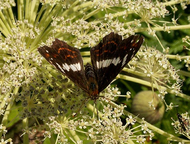 サカハチチョウの写真