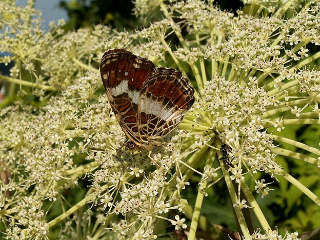 サカハチチョウの写真