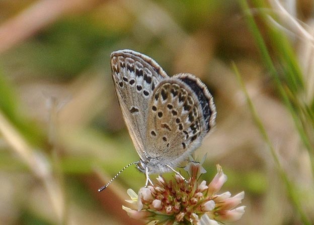 シルビアシジミの写真