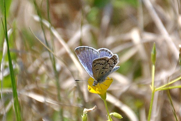 シルビアシジミのオス