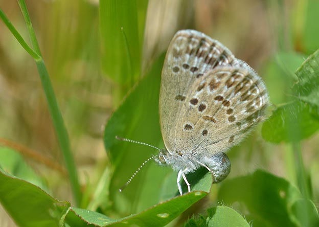 産卵中のシルビアシジミ