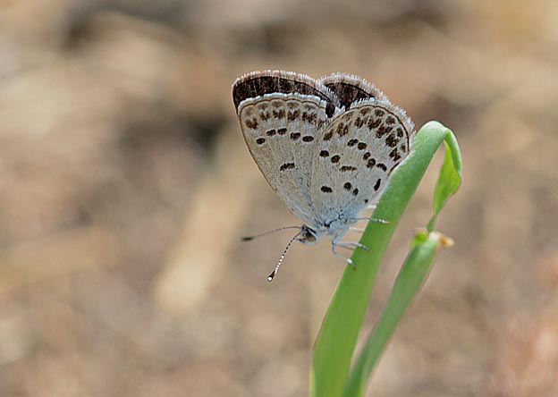 シルビアシジミ