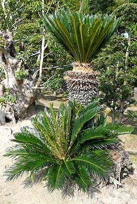 クロマダラソテツシジミに食害されたと思われるソテツ