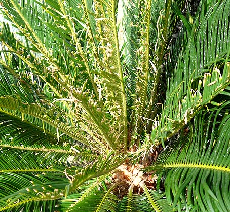 クロマダラソテツシジミの食痕？