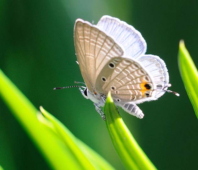 ソテツにとまるクロマダラソテツシジミ