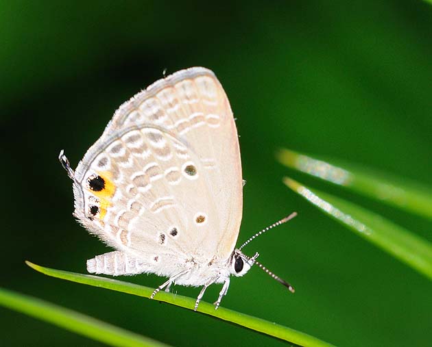 羽を閉じてとまるクロマダラソテツシジミ