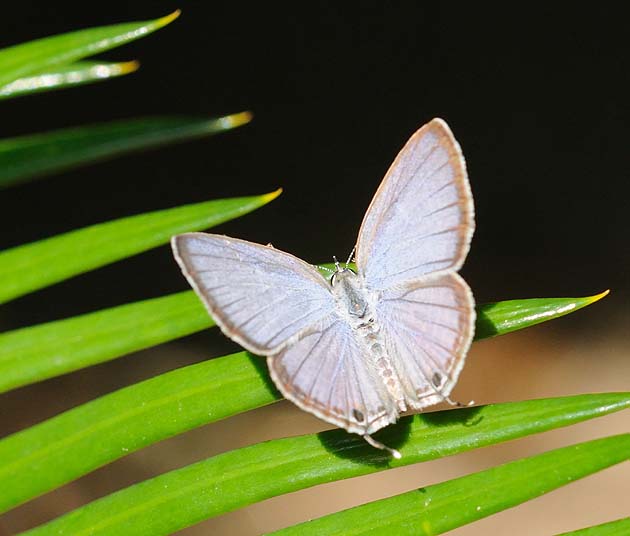 羽を開いてとまるクロマダラソテツシジミ