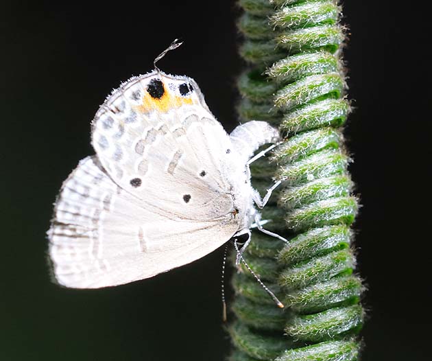 産卵中のクロマダラソテツシジミ