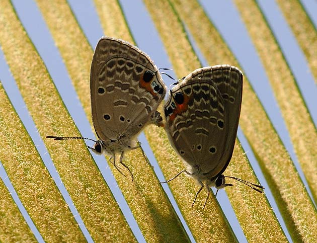 交尾中のクロマダラソテツシジミ