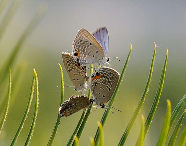 交尾中のクロマダラソテツシジミに飛来した2頭のオス