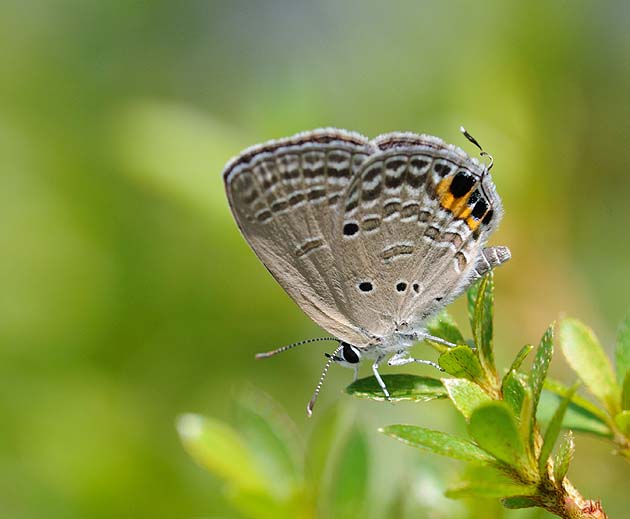 サツキにとまるクロマダラソテツシジミ