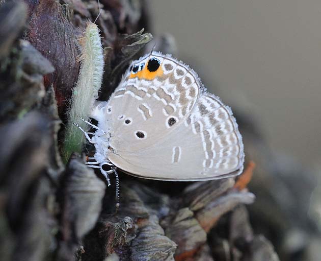 小さな芽に産卵するクロマダラソテツシジミ