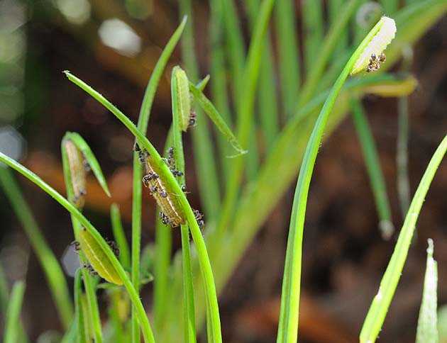 クロマダラソテツシジミ終齢幼虫とトビイロケアリ