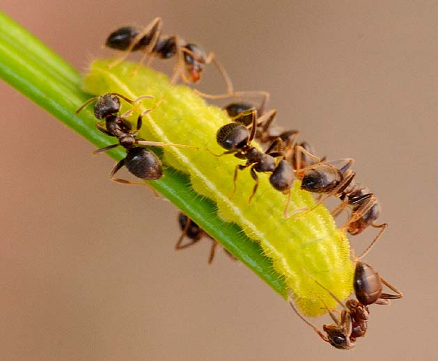 クロマダラソテツシジミとトビイロケアリ