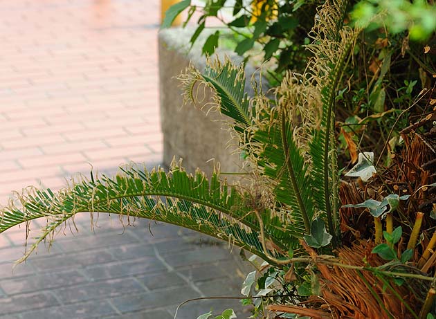 クロマダラソテツシジミの食害