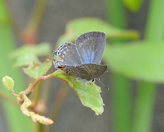 五月丘のクロマダラソテツシジミ