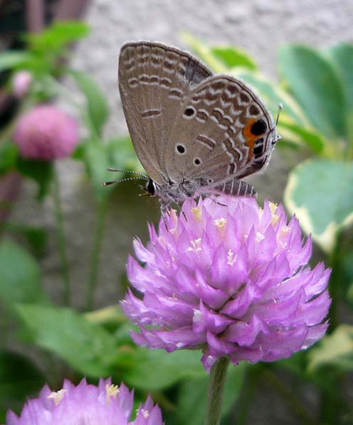 大阪府豊中市服部西町のクロマダラソテツシジミ