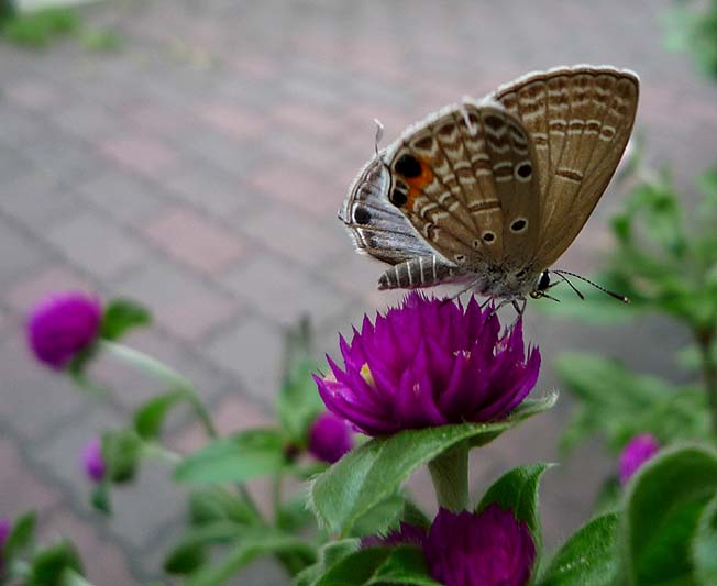 センニチコウの花で吸蜜するクロマダラソテツシジミ